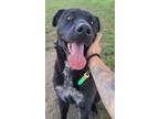 Adopt Axel a Brindle - with White Labrador Retriever / Cattle Dog / Mixed dog in