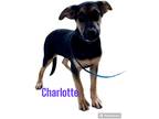 Adopt Charlotte a Black - with Tan, Yellow or Fawn Labrador Retriever / German