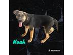 Adopt Noah a Black - with Tan, Yellow or Fawn Labrador Retriever / German