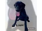 Adopt Liam a Black Labrador Retriever / German Shepherd Dog / Mixed dog in
