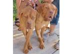 Adopt Betty a Red/Golden/Orange/Chestnut Dogue de Bordeaux / Mixed dog in Palm