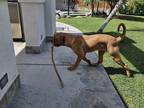 Adopt Wilma a Red/Golden/Orange/Chestnut Dogue de Bordeaux / Mixed dog in Palm