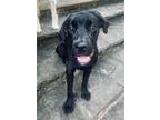 Adopt Bailey - IN FOSTER a Black Mixed Breed (Small) / Mixed Breed (Medium) /