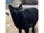 Adopt Pico a All Black Domestic Shorthair (short coat) cat in Sheridan