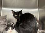 Adopt Impala a All Black Domestic Shorthair / Domestic Shorthair / Mixed cat in