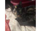 Adopt Toffee a Tortoiseshell Domestic Shorthair (short coat) cat in Sheridan