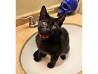 Adopt Drew a All Black Domestic Shorthair (short coat) cat in Riverside