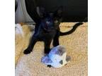 Adopt Devon a All Black Domestic Shorthair (short coat) cat in Riverside