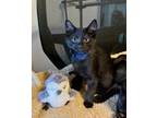 Adopt Dempsey a All Black Domestic Shorthair (short coat) cat in Riverside