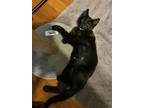 Adopt Desi a All Black Domestic Shorthair (short coat) cat in Riverside