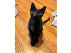 Adopt Denny a All Black Domestic Shorthair (short coat) cat in Riverside