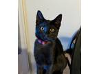 Adopt Dana a All Black Domestic Shorthair (short coat) cat in Riverside