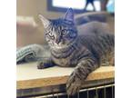 Adopt Paul a Brown Tabby Domestic Shorthair (short coat) cat in Sheridan
