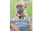 Adopt Camper a Brindle Mountain Cur / Mixed dog in West Richland, WA (39523382)