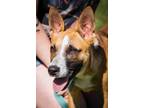 Adopt Patchouli a Tan/Yellow/Fawn - with White Hound (Unknown Type) / Mixed dog