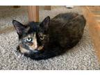 Adopt Penny a Tortoiseshell Domestic Shorthair / Mixed (short coat) cat in