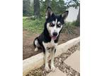 Adopt Max a Black - with White Husky / Shepherd (Unknown Type) / Mixed dog in