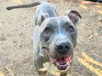 Adopt Bo a Gray/Blue/Silver/Salt & Pepper Mixed Breed (Large) / Mixed dog in