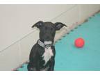 Adopt Maddie a Black - with White Terrier (Unknown Type, Medium) / Mixed dog in