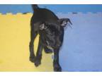 Adopt Sissy a Black Terrier (Unknown Type, Medium) / Mixed dog in Millen