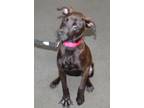 Adopt Dipsy a Brown/Chocolate Labrador Retriever / Mixed dog in Millen