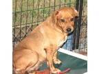 Adopt Lilly a Brown/Chocolate Hound (Unknown Type) / Mixed dog in Millen