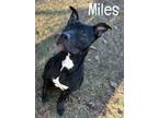 Adopt Miles a Black American Pit Bull Terrier / Mixed Breed (Medium) / Mixed