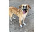 Adopt Manny a Tan/Yellow/Fawn - with White Anatolian Shepherd / Mixed dog in