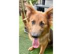 Adopt Cherry a Black - with Tan, Yellow or Fawn Shepherd (Unknown Type) / Mixed