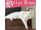 Adopt Briar Rose a Black & White or Tuxedo Domestic Shorthair (short coat) cat