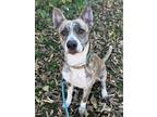 Adopt Turkey a Brindle - with White Husky / Pit Bull Terrier / Mixed dog in