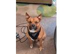 Adopt Rocko a Tan/Yellow/Fawn - with White American Staffordshire Terrier /