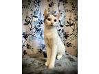 Adopt Raindrop (Shelby-NE) a Cream or Ivory (Mostly) Domestic Shorthair (short