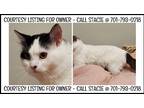 Adopt FEMALE CAT-COURTESY LIST a White Domestic Shorthair (short coat) cat in