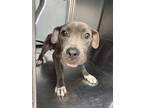 Adopt 54578837 a Gray/Blue/Silver/Salt & Pepper American Pit Bull Terrier /
