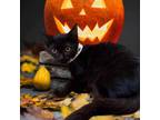 Adopt Pazazz a All Black Domestic Longhair (long coat) cat in Brighton