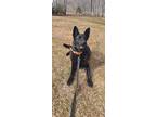 Adopt Finn a Black German Shepherd Dog / Mixed dog in Searsmont, ME (39515200)