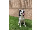 Adopt Tokyo a Black - with White Siberian Husky / Mixed dog in Phoenix