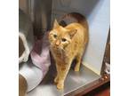 Adopt Whistle Britches a Orange or Red Domestic Shorthair / Domestic Shorthair /