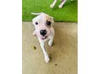 Adopt Bellatrix Lestrange a Tan/Yellow/Fawn Terrier (Unknown Type