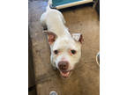 Adopt Bella a White Mixed Breed (Large) / Mixed dog in St. Anne, IL (39514688)