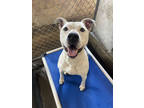 Adopt Beefy a White Mixed Breed (Large) / Mixed dog in St. Anne, IL (39514687)