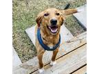 Adopt Stevey a Red/Golden/Orange/Chestnut - with White Retriever (Unknown Type)