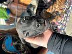 Adopt 54190324 a Black American Pit Bull Terrier / Shar Pei / Mixed dog in Fort