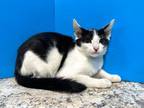 Adopt Joel a Black & White or Tuxedo Domestic Shorthair (short coat) cat in