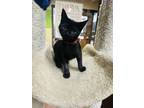 Adopt Marcie a All Black Domestic Mediumhair / Domestic Shorthair / Mixed cat in
