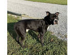 Adopt Jimbo a Black Terrier (Unknown Type, Medium) / Mixed Breed (Medium) /