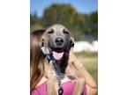 Adopt Compass a Tan/Yellow/Fawn - with Black Mountain Cur / Mixed dog in West
