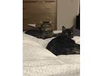 Adopt Josie and Artie a Black (Mostly) Domestic Shorthair / Mixed (short coat)