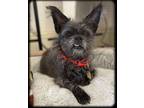 Adopt Griffin a Black - with Gray or Silver Terrier (Unknown Type